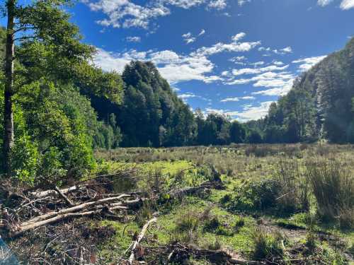 Venta Campo El Copihual, tranquilidad y hermosas vistas